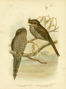 Cuvier